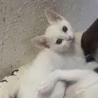 بسه