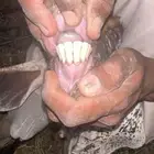 عنزين وحده ثنيه وحده سديس و نعجتين حيل تامات شبب فل شحم