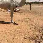 للبيع خلفه وضحاء معها بكره باتليه كفوو