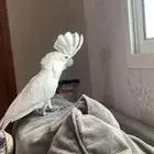 كوكاتو امبريلا نظيف