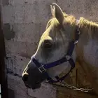 حصان للبيع سبووق عرض فاخر