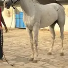 فرس شعبيه
