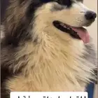 للبيع هاسكي سيبيري