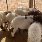ذبايح