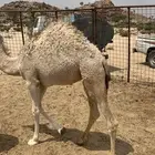 قعدان