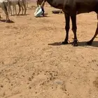 للبيع قعود مجهم كفو