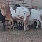 شياة برابر بريشن