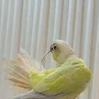 كنيور مون شيك هدد خارجي ( عرض خاص )