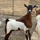 الاناث
