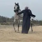 حصان شعبي طياره وشيخ