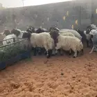 نعيم