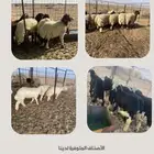 يتوفر لدينا ذبائح