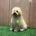 جراء توي بودل اناث