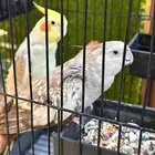 جوز كروان للبيع على السوم