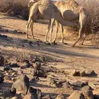 قعود هجن اصيل