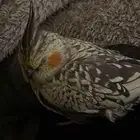 كوكتيل كروان ضايعه   بحي الشلهوب شارع المواصلات