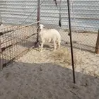 خروف حري