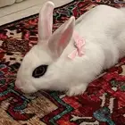 البيع ارنب قزم بيتوتي ذكر