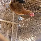 دجاج بياض بلدي للبيع. على السوم 300  بيع 350  جمله