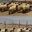 ذبايح للبيع