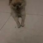 بومرينيان عمر سنه انثى لعوبة جدا