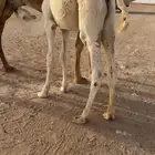 قعود