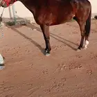 حصان للبيع