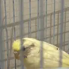 عصفور زينه