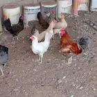 تم البيع