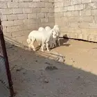 بهم