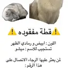 قطة مفقودة بجبرة بالطايف من يجدها له مكافأة