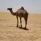 القحه صفرى مجاهيم ام ثالث سالمه من جميع العذاريب
