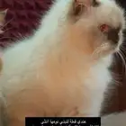 قطه أنثى لتبني