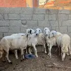 ضان للبيع