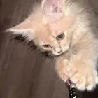 اسد لتبني عمرها شهرين