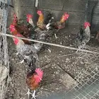 ديوك بلدي للبيع