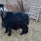 عنز