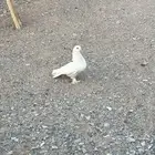 تبوك