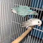 للبيع زوج روز