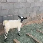 الجفرة للبيع