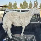 طلي