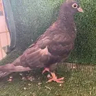 صنعاني صنعاوي