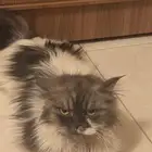 قط للتبني فقط