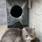 قط للتبني اليف جدا