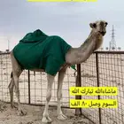 الابل