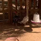 جوز شامو