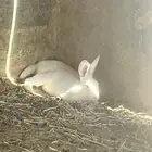 ارانب للبيع