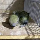 فروخ روز عدد 3