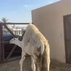 حاشي حليب لذبح