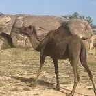 ضروبه